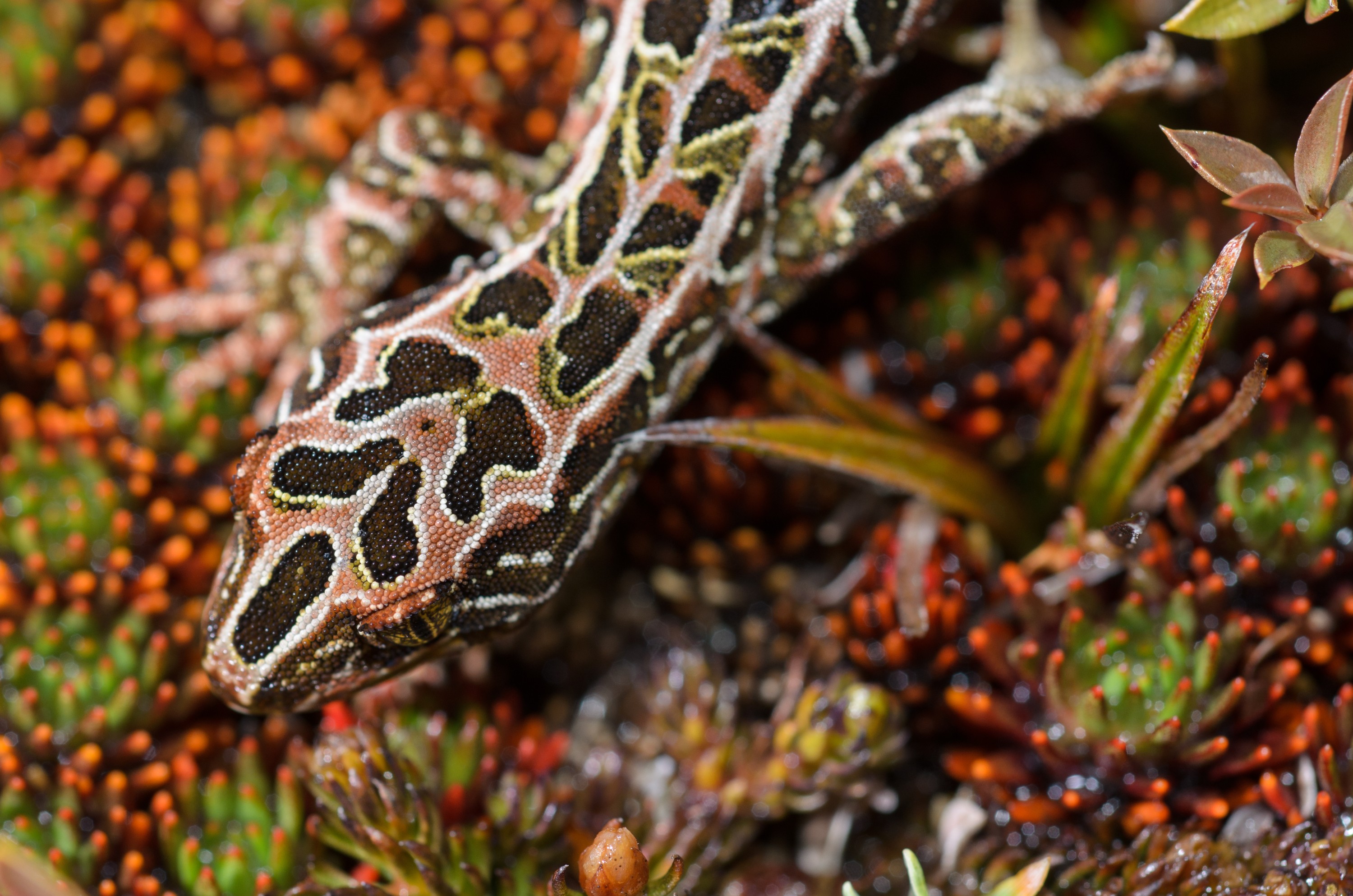 DSC_2796 – Adventure, Crispin, Hoplodactylus, Island, March 2017, National Park, New, New Zealand, Rakiura, South, Stewart, Tukutuku rakiurae, Zealand, amazing, gecko, harlequin gecko, rare, stunning